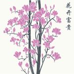 玉兰花 花开富贵