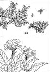 梨花线描 梨花白描 梨花素描