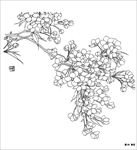 梨花线描 梨花白描 梨花素描