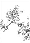 梨花线描 梨花白描 梨花素描