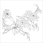 山茶花线描 山茶花白描 山茶花