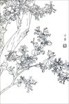 丁香花线描 丁香花白描 丁香花