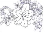 芙蓉花线描 芙蓉花白描 芙蓉花