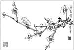 梅花线描 梅花白描 梅花素描