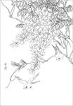紫藤花线描 紫藤花白描 紫藤花