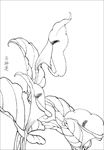 马蹄莲线描 马蹄莲白描 马蹄莲