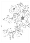 牡丹花线描 牡丹花白描 牡丹花