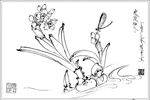 水仙花线描 水仙花白描 水仙花