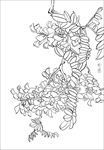 紫藤花线描 紫藤花白描 紫藤花