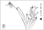 兰花线描 兰花白描 君子兰