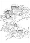 梨花线描 梨花白描 梨花素描