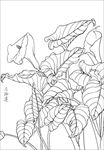 马蹄莲花线描 马蹄莲花白描 马