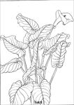 马蹄莲花线描 马蹄莲花白描 马