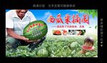 西瓜