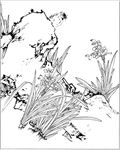 水仙花线描 水仙花白描 水仙花
