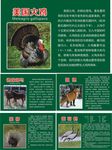 动物介绍牌