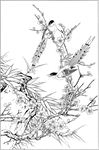 梅花线描 梅花白描 梅花素描