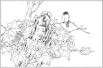 芙蓉花线描 芙蓉花白描 芙蓉花