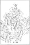 芙蓉花线描 芙蓉花白描 芙蓉花