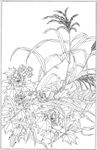 芙蓉花线描 芙蓉花白描 芙蓉花