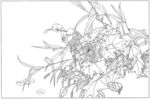 芙蓉花线描 芙蓉花白描 芙蓉花