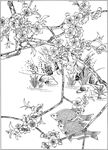 连年有余 鲤鱼线描 金鱼线描