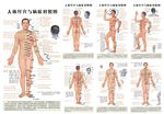 中医穴位经络图解表
