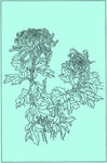 菊花线描 菊花白描 菊花素描