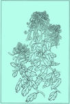 菊花线描 菊花白描 菊花素描