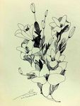 花绘插图