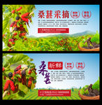 桑葚海报