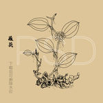 菝葜