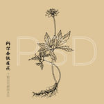 阿尔泰银莲花