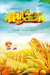 熟玉米 生玉米 玉米广告 玉米