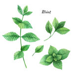 手绘植物