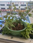 绿色植物
