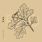 山里红