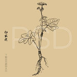 白云花