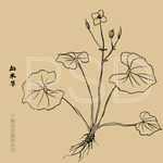血水草