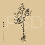 菜子七