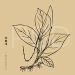金线草