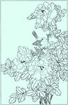 牡丹花线描 牡丹花白描 牡丹花