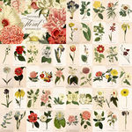 手绘水彩植物花朵