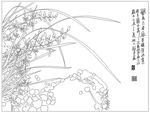 兰花