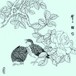花鸟线描 花鸟白描 花鸟素描