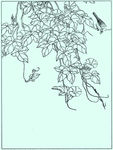 花鸟线描 花鸟白描 花鸟素描