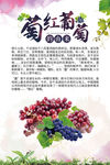 葡萄红葡萄的由来介绍精美海报图