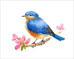 蓝鸫鸟