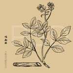 鸡血藤