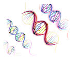 遗传  DNA